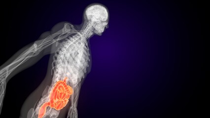 Human red colour small intestine anatomy. 3d illustrations