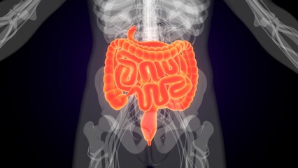 Human red colour small intestine anatomy. 3d illustrations