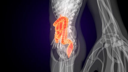Human red colour small intestine anatomy. 3d illustrations