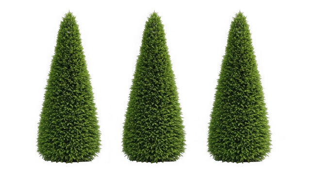 Three conical topiary trees isolated on transparent background
