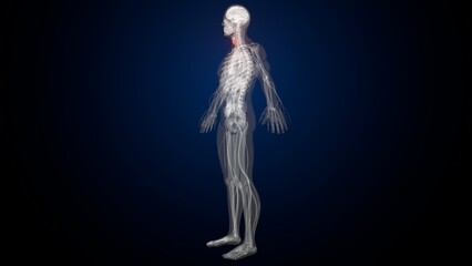 Obraz premium Male red thyroid anatomy. 3d render
