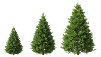 Obraz premium Three pine trees of different sizes isolated on transparent background