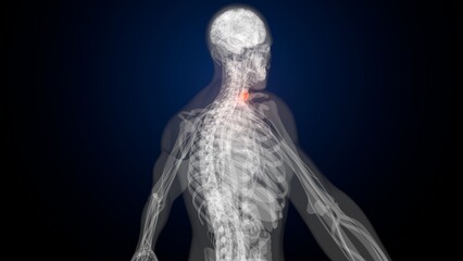 Obraz premium Male red thyroid anatomy. 3d render