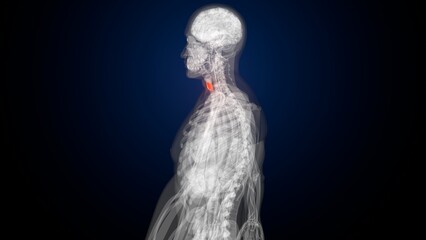 Obraz premium Male red thyroid anatomy. 3d render