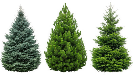 Three christmas trees isolated on transparent background