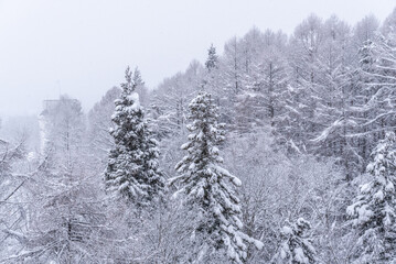 Obraz premium 雪景色