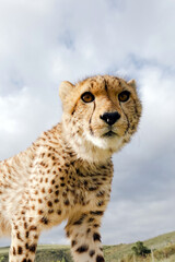 Cheetah cub standing in nature. Close up portrait of savanna animal. Wildlife, conservation and african safari concept.
