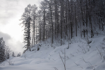 Obraz premium 雪景色