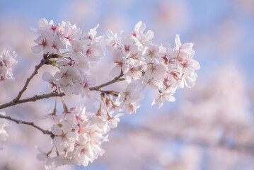 桜
