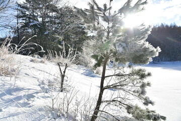 木と雪景色