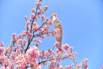 桜