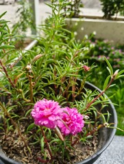 pink flower in the garden