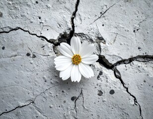 Beautiful white flower with yellow center courageously grows through deep cracks in a weathered gray concrete wall showing strength and resilience