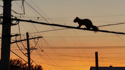 As the sun sets, a squirrel balances expertly on a power line