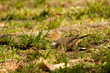 Spotted dove Spilopelia chinensis tigrina searching for food. Ho Chi Minh city. Vietnam.