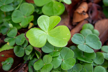 冬のクローバーのクローズアップ