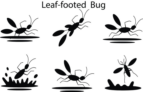 Six black leaf footed bug on white background insect