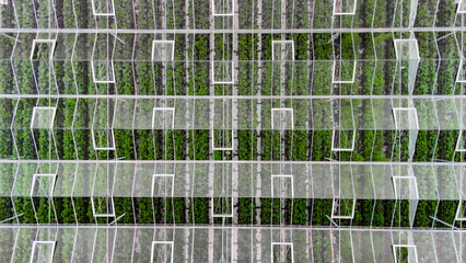 Obraz premium Greenhouse aerial drone view from above, large industrial greenhouses for growing vegetables, modern plantation glasshouse area background, agriculture in the Netherlands