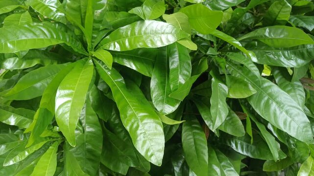 Tabernaemontana citrifolia leaves appear glossy and deep green, with smooth surfaces and clear veins, reflecting healthy growth in a tropical garden.