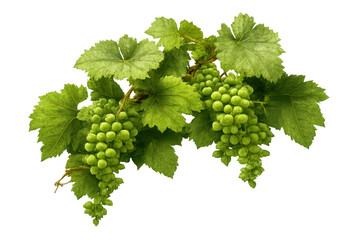 Obraz premium Green grapes ripening on vine branches, fresh fruit with leaves for harvest, viticulture and winemaking concept