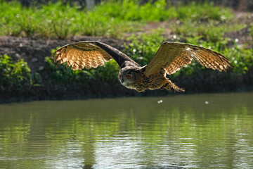 Obraz premium We train Eurasian eagle owls to fly in order to take photographs.