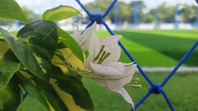 A stunning white bougainvillea blooms gracefully, its delicate bracts glowing in sunlight, creating a serene and elegant garden scene.