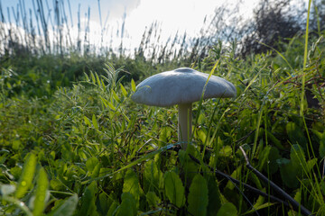 Large White Mushroom Growing in a Sunlit West Sacramento