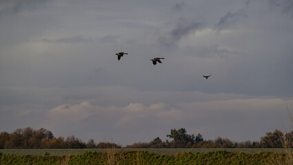 Geese and a Crow Flying Over a West Sacramento Levee
