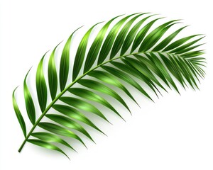 Close-up of a glossy, vibrant green palm leaf isolated against a stark white background