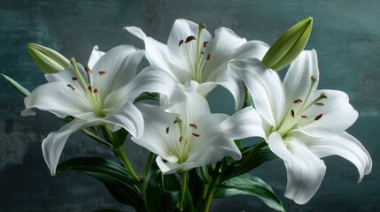 Obraz premium Elegant White Lilies in Bloom Surrounded by Glossy Green Leaves Against a Soft Blue Background