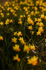 Obraz premium Daffodils. The field of daffodils. Daffodils at sunset. Spring Yellow Flowers