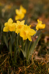Obraz premium Daffodils. The field of daffodils. Daffodils at sunset. Spring Yellow Flowers