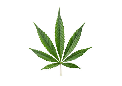 Single, perfectly formed cannabis Sativa or hemp leaf, lush vibrant green, seven-lobed palmate, intricate veins, isolated centrally on transparent background, no shadows, concept of botanical