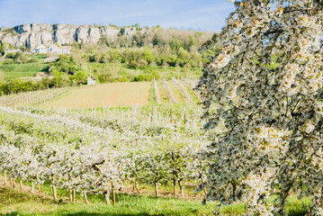 arbres fruitiers en fleurs au printemps. Cerisiers et pommiers fleuris devant des vignes de C&ocirc;te d'Or. Falaises de la Bourgogne. Bourgogne printani&egrave;re. Pollinisation. Verger en fleur