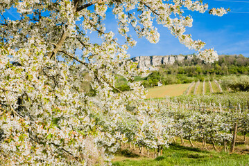 arbres fruitiers en fleurs au printemps. Cerisiers et pommiers fleuris devant des vignes de C&ocirc;te d'Or. Falaises de la Bourgogne. Bourgogne printani&egrave;re. Pollinisation. Verger en fleur