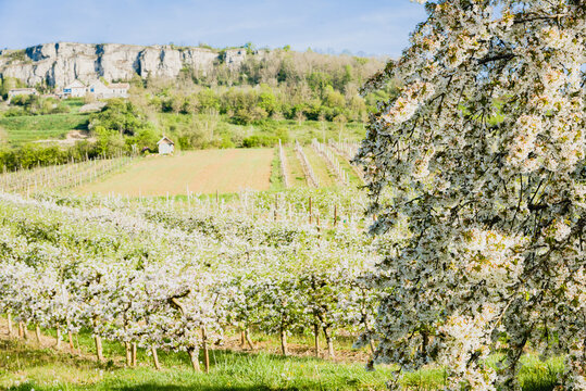 arbres fruitiers en fleurs au printemps. Cerisiers et pommiers fleuris devant des vignes de C&ocirc;te d'Or. Falaises de la Bourgogne. Bourgogne printani&egrave;re. Pollinisation. Verger en fleur