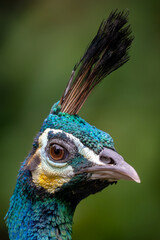 Green Peafowl - Pavo muticus, portrait of beautiful large ground bird from the bushes and woodlands of Southeast Asia, Vietnam.