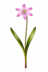 Fototapeta premium Vector Illustration of Pink Scilla Siberica Flower