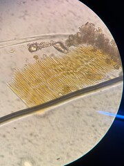 Microscopic View of Colonial Pennate Diatoms Exhibiting Rhythmic Gliding Motility