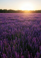 Expansive purple floral landscape bathed in soft golden sunlight during the warm summer season, illustrating agricultural beauty ,blossom ,vast ,scenic