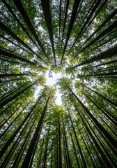 A breathtaking view of a dense forest canopy reaching high into the bright sky, emphasizing nature, ecology, and vertical growth ,peaceful ,texture ,pattern