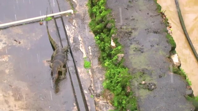 Large monitor lizard walks along tropical river in Thailand.