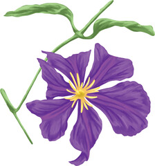 Clematis Flower Botanical Painting Elegant Bloom