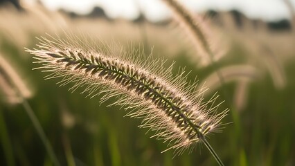 Obraz premium close up of grass