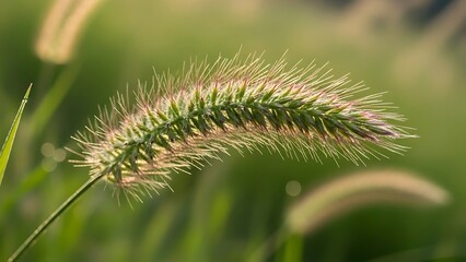 Obraz premium close up of a green grass