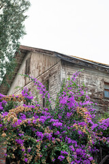 Old vintage wooden house with purple flowers
