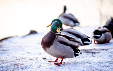 Wild ducks swim in the pond in winter
