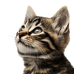 portrait of a cat on Transparent PNG format background
