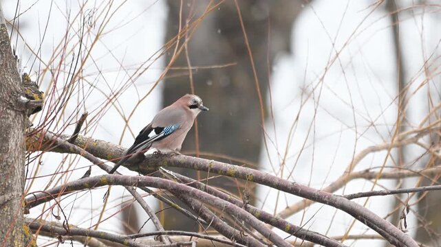 Eurasian jay sitting on branch in winter atmosphere with snowflakes