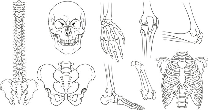 Black and white line art vector illustration set featuring human anatomical bones including skull spine pelvis rib cage hand and foot elements.